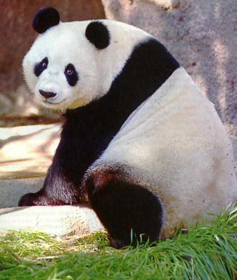 panda.JPG (45182 bytes)